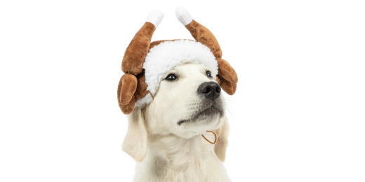 🍂 9 Fall Fashion Must-Haves for Dogs and Cats Huxley & Kent