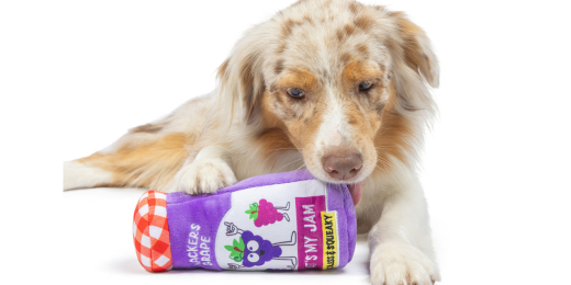8 Back-to-School Necessities for Your Dog Huxley & Kent