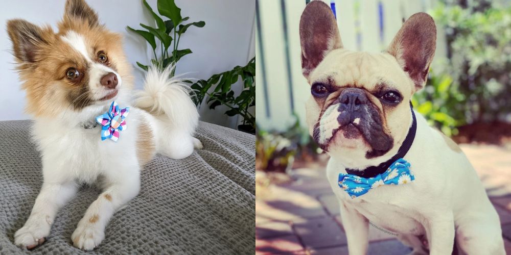 Spring Into Style With These 7 Accessories For Your Dog