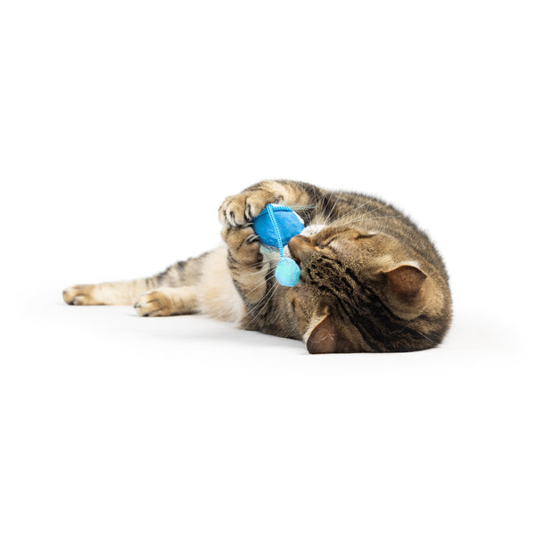 Bluebird Chirpy Cat Toy Huxley Kent - Main Image