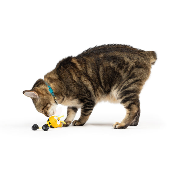 Cat_Bumble_Bee_Chirpy_1_600x.