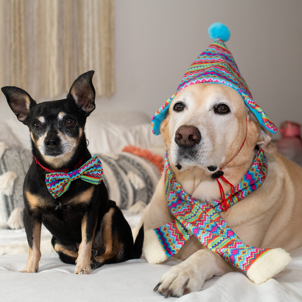 dog toboggan hat