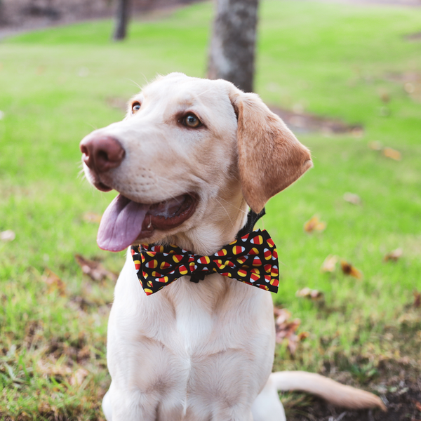 cockapoo bow tie