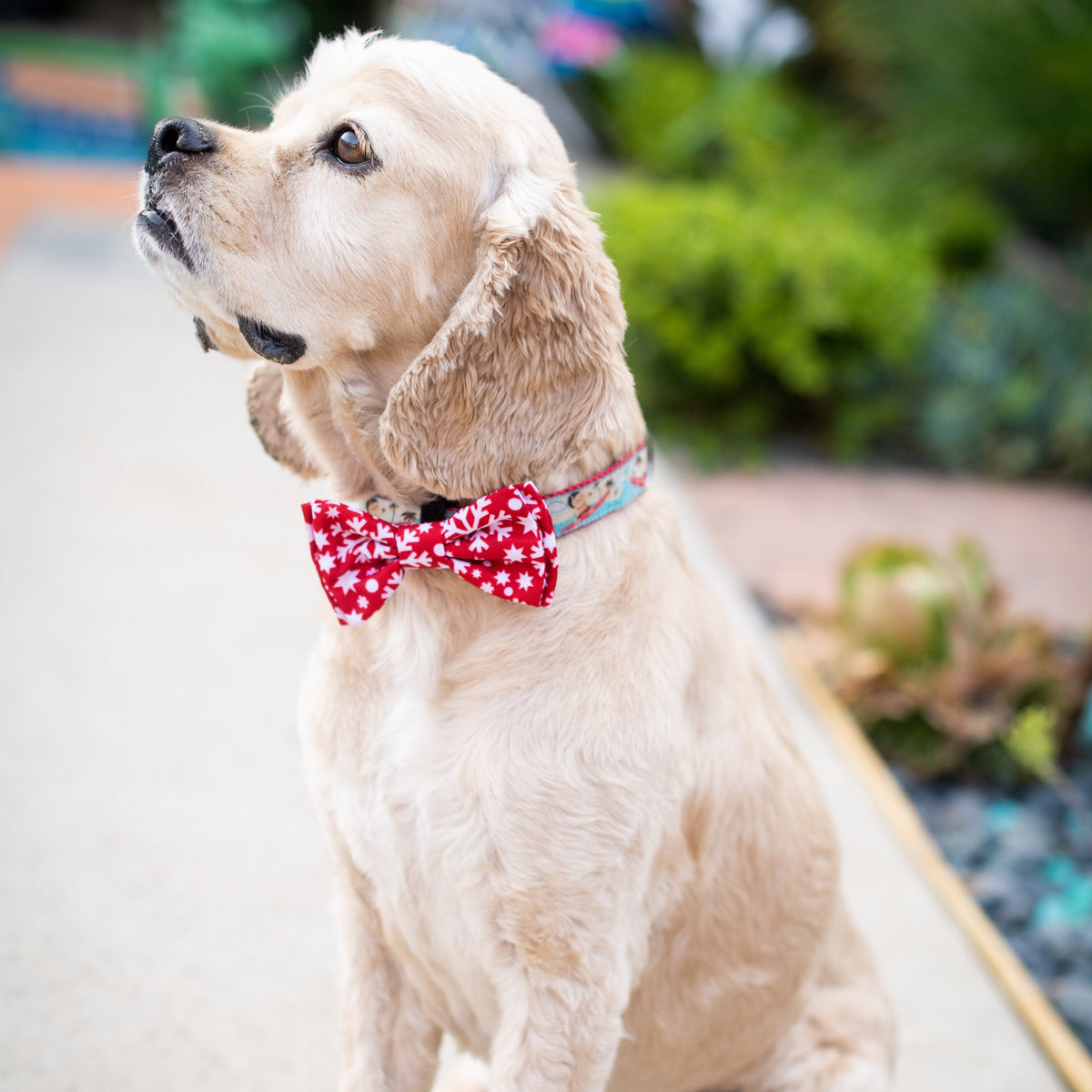 Gold Star Dog Bow Tie New Years Eve Dog Bow Tie New Year 