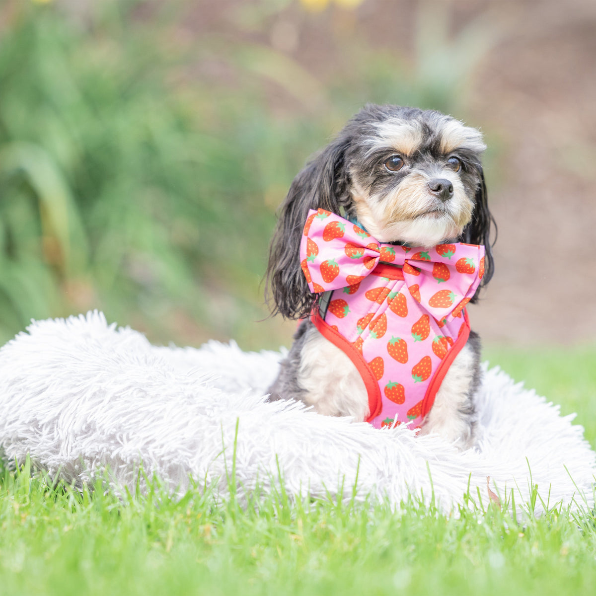 Bow Tie Dog Sweater