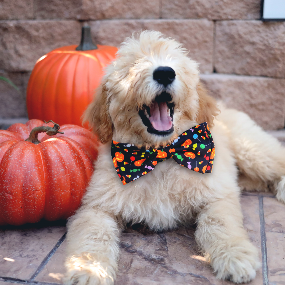 Trick or Treat Bow Tie For Dogs & Cats Huxley & Kent