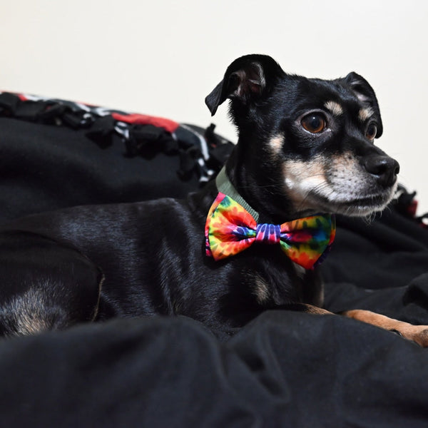etsy bow tie dog collar