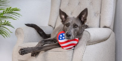 Let the Games Begin: 7 Fun Ways to Celebrate the 2024 Olympics with Your Pets!