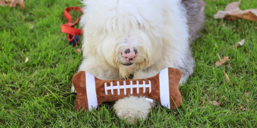 10 Tailgating Favorites for Dogs and Cats: Get Game Day Ready with Huxley & Kent 🏈🐾