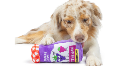 8 Back-to-School Necessities for Your Dog