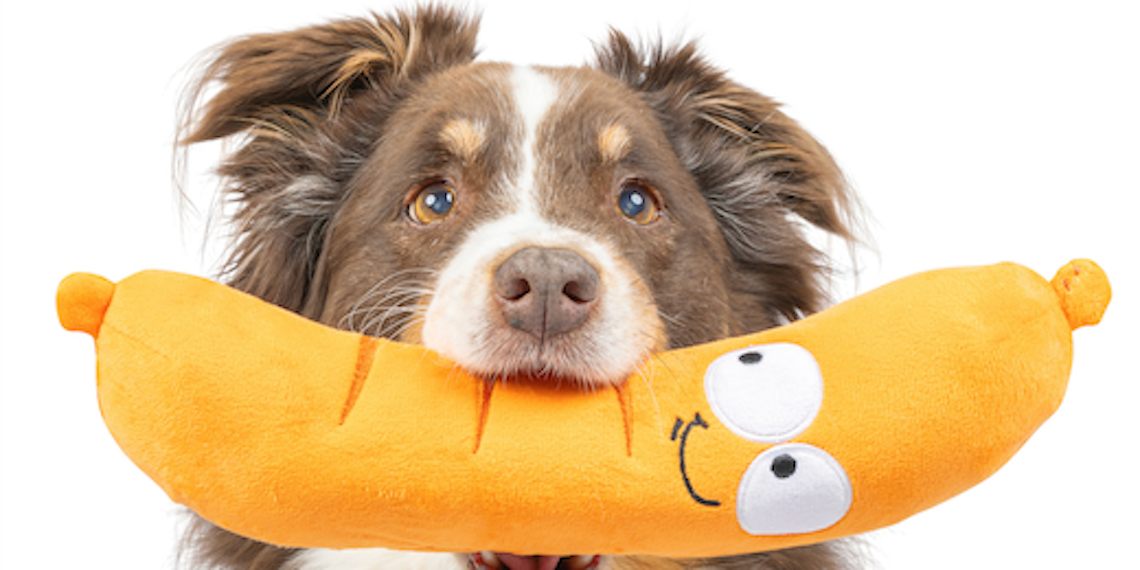 Dog with Sammy Sausage plush dog toy in mouth for summer