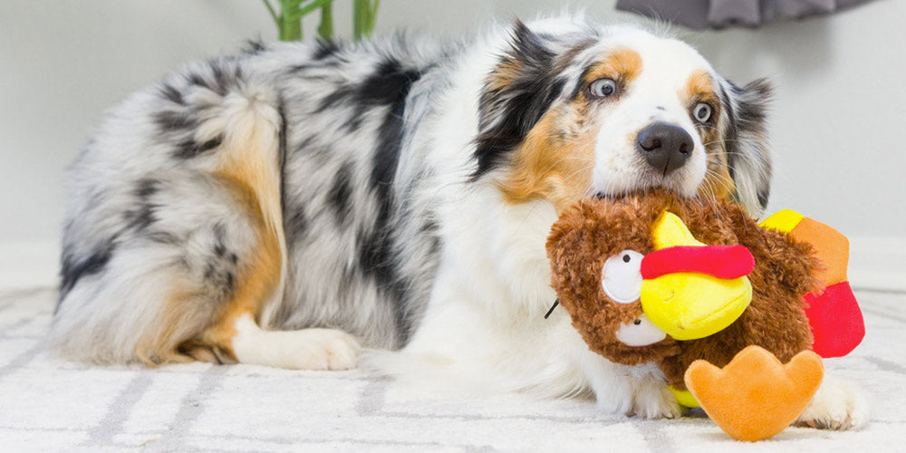 7 Fun Fall Toys Your Dog (And You) Will Love!
