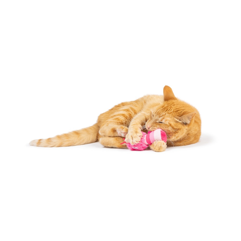 Love Bugs 2pk Cat Toy