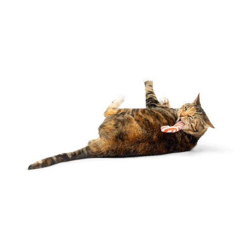 Candycane Nipper Cat Toy Huxley & Kent