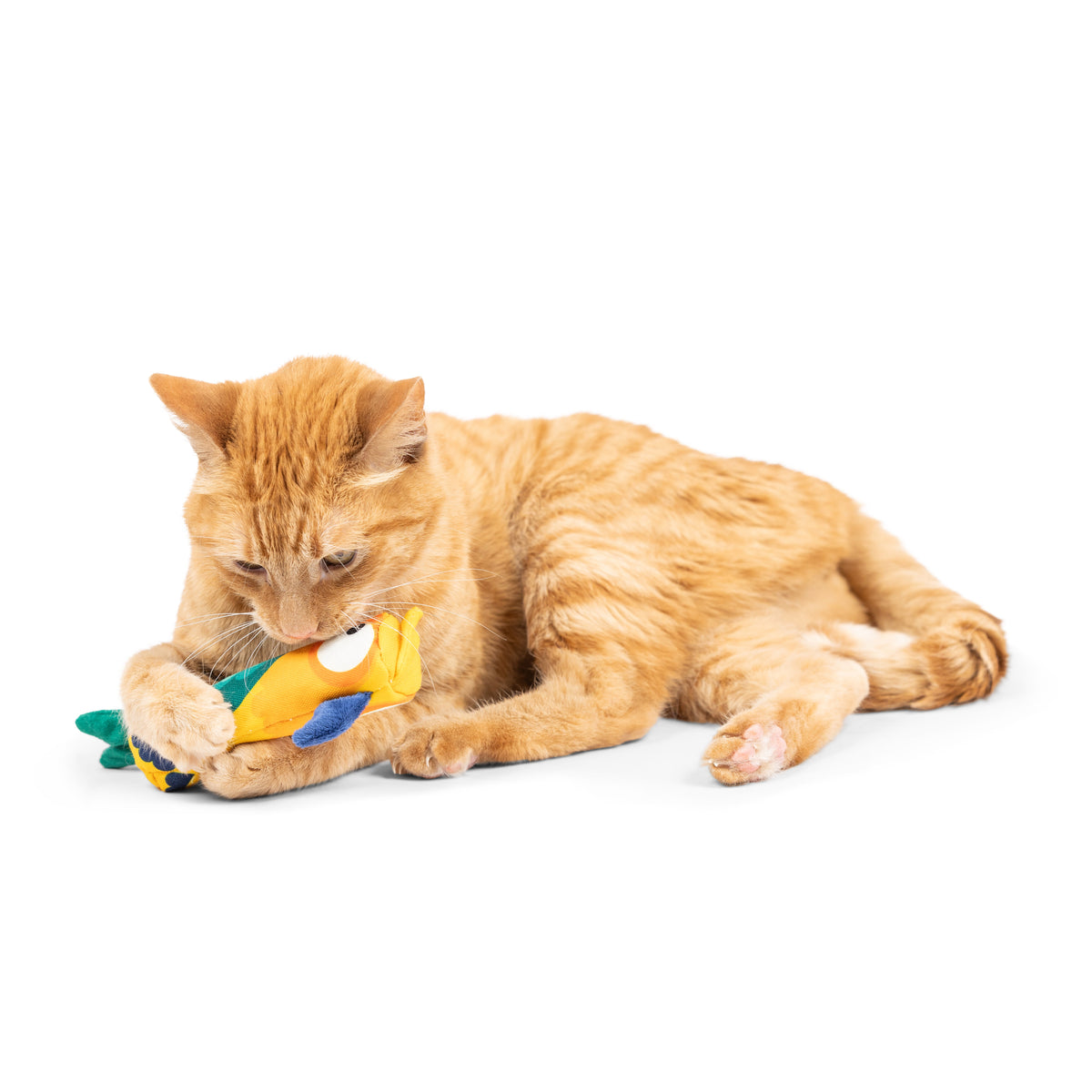 Toucan Nipper Cat Toy