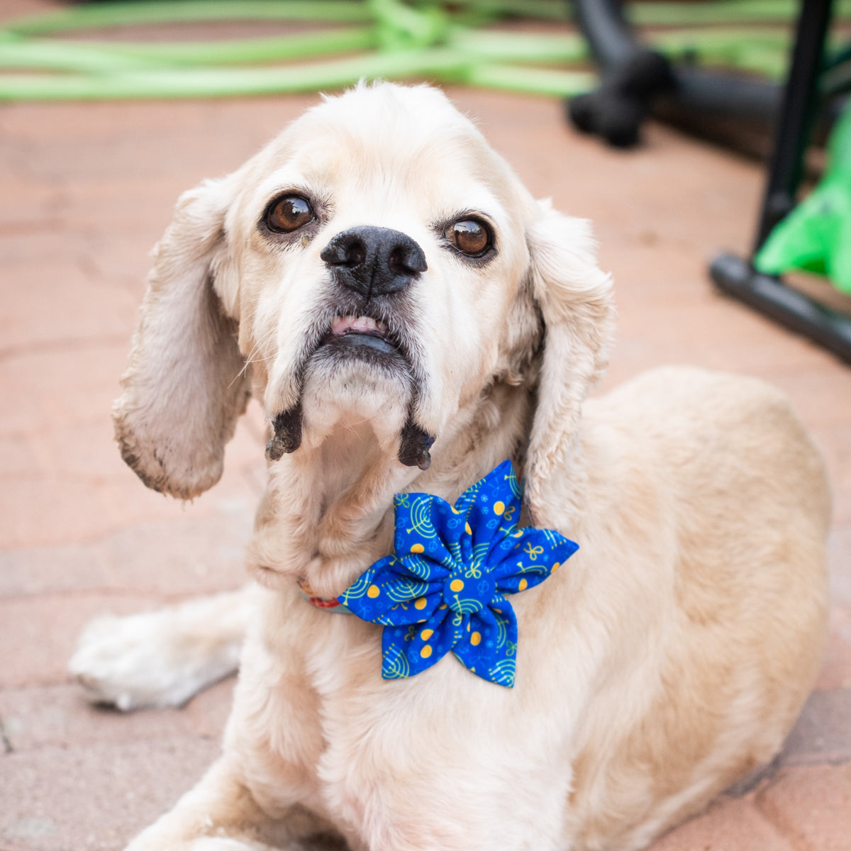 Hanukkah Stars &amp; Dots Pinwheel