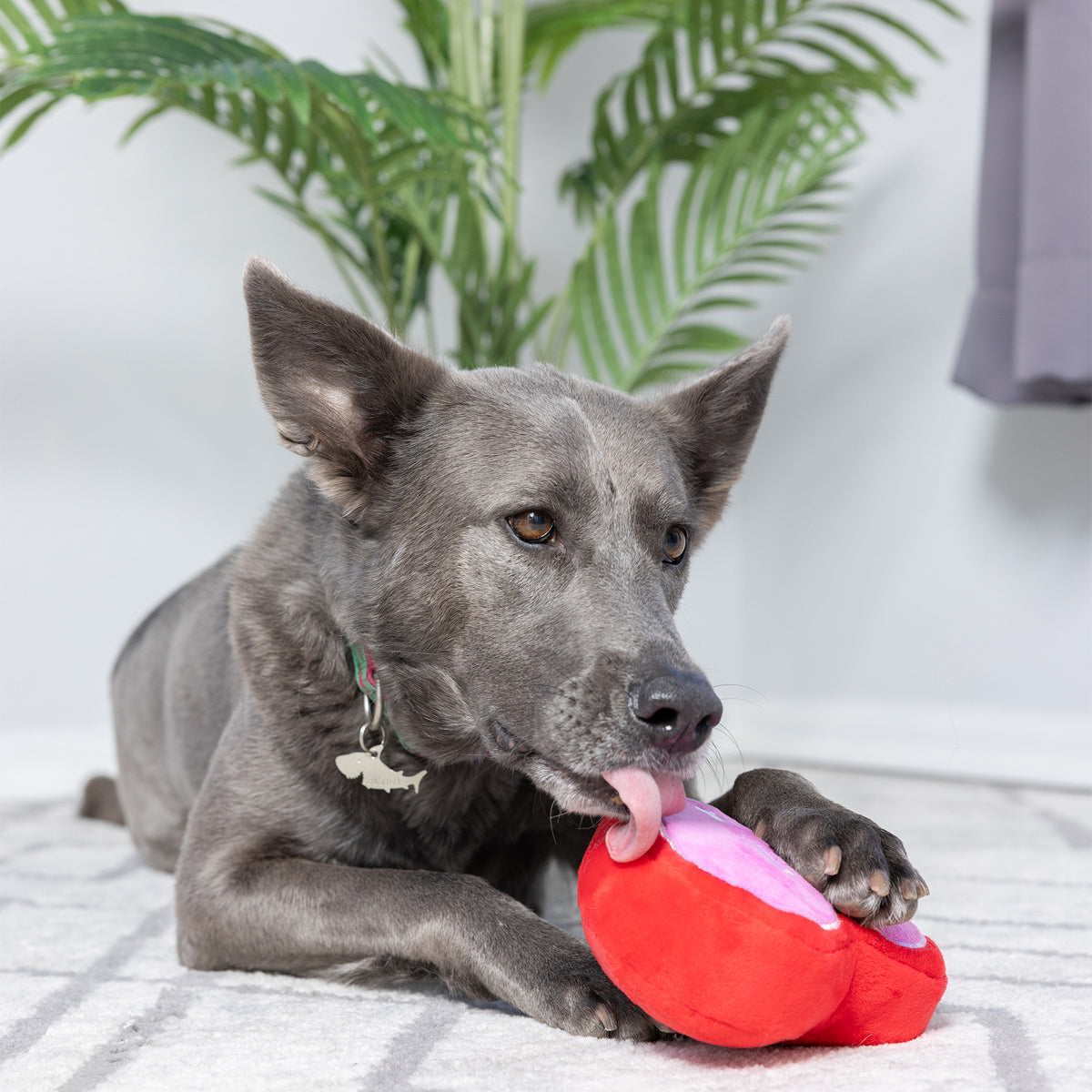 First Lick Heart Dog Toy (Double-Sided)