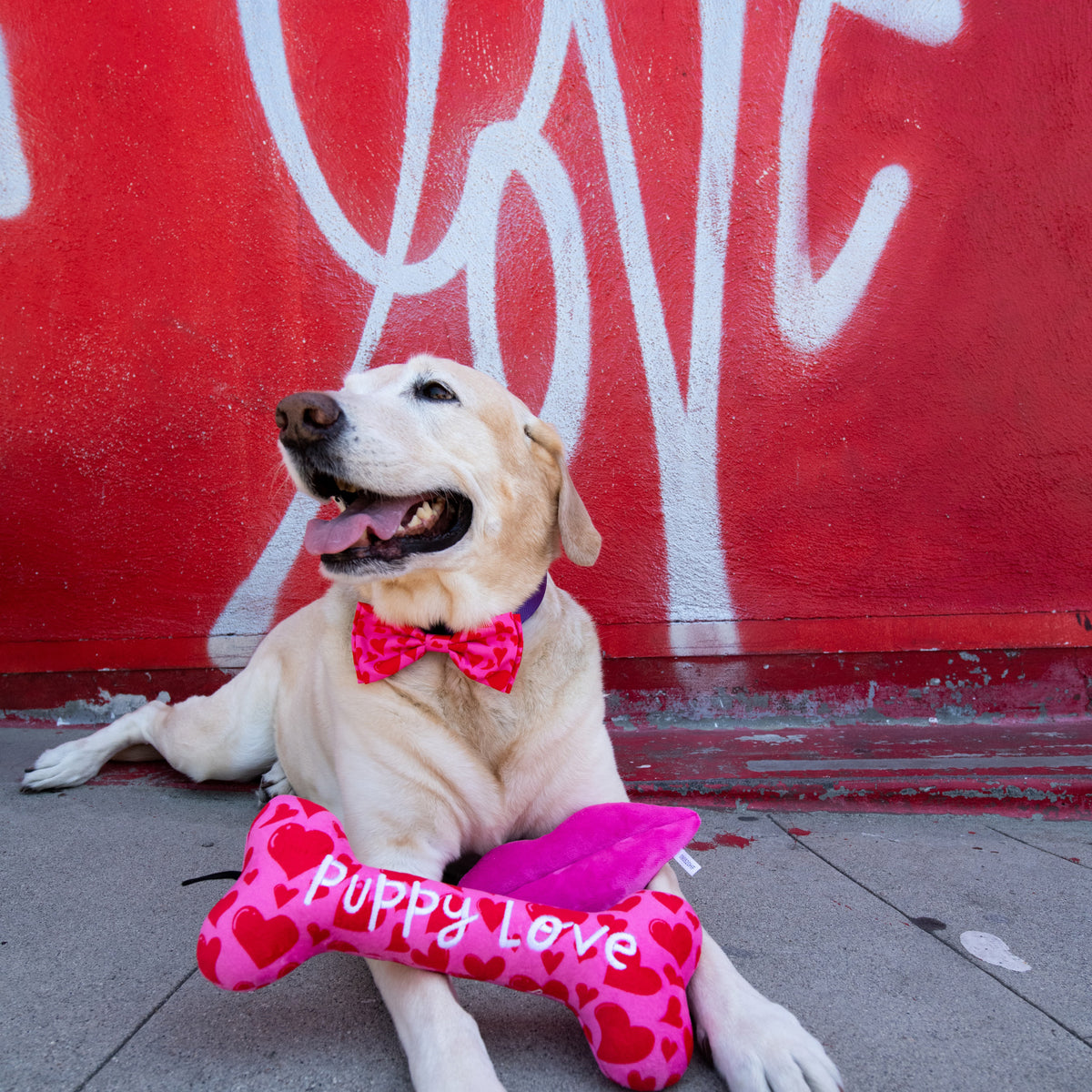 My Puppy Love Bow Tie