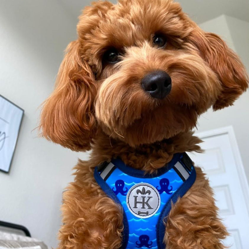 Octopus Garden Scout Harness