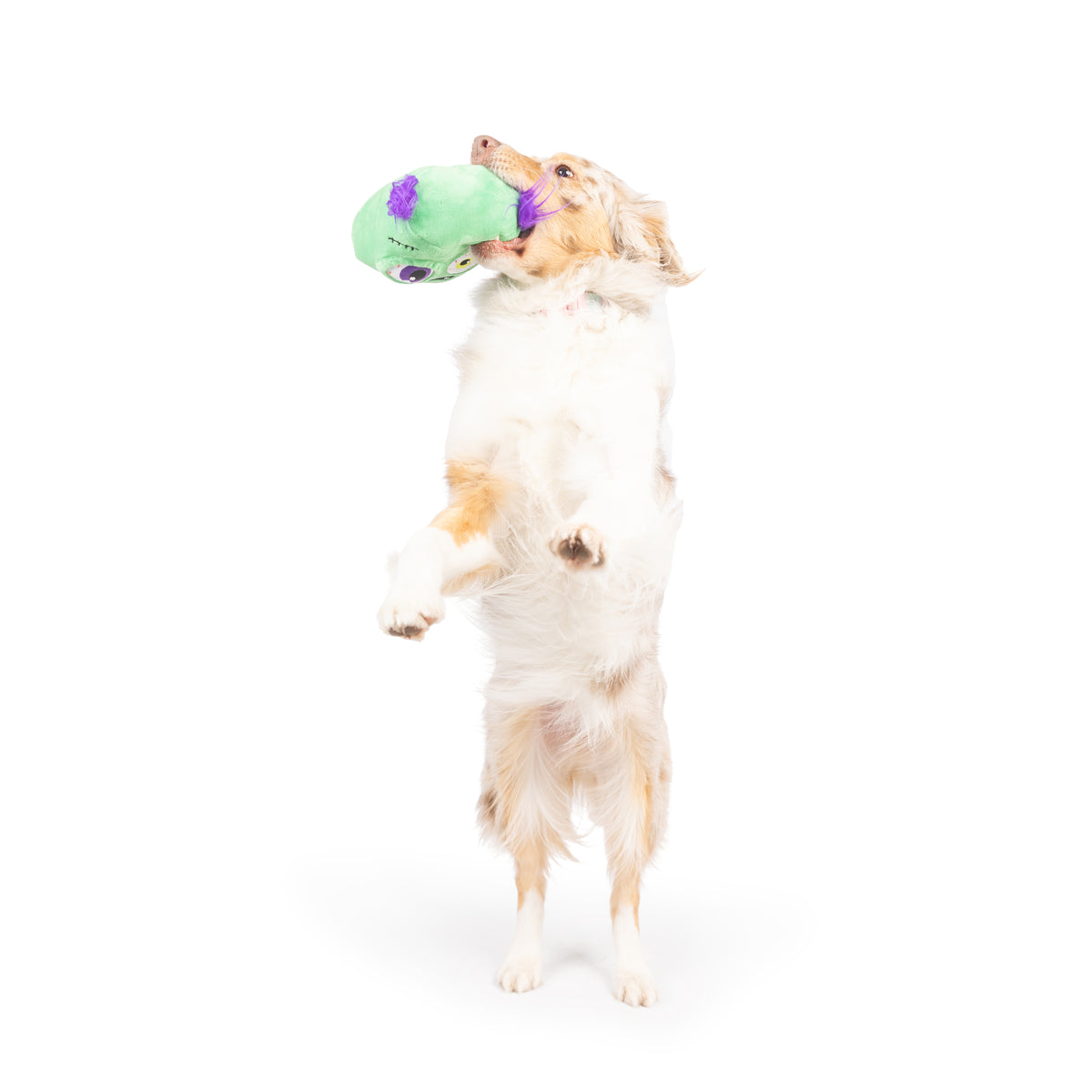 Pop &#39;n Fetch Zombie Pop-Eye Dog Toy