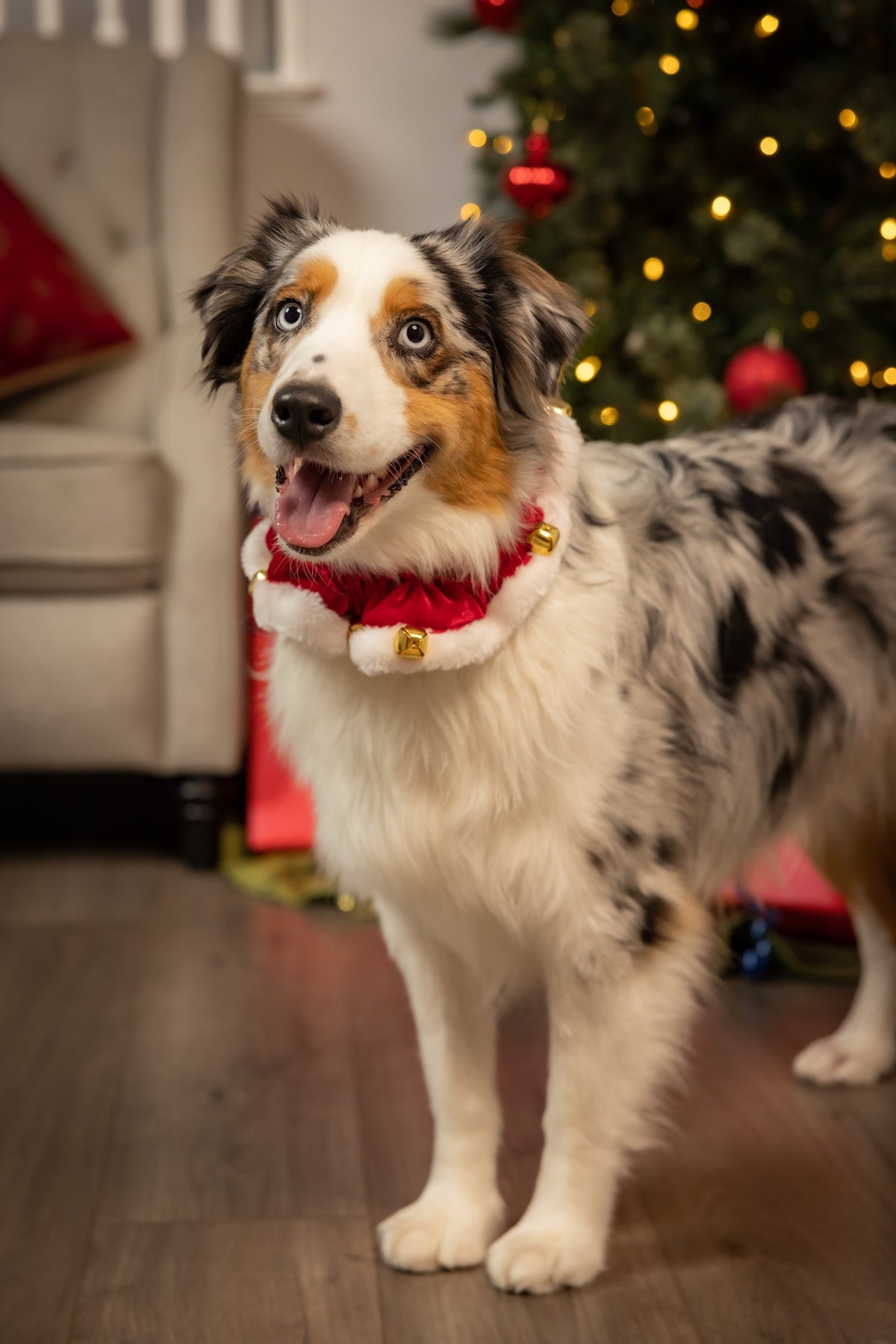 Santa Ruff