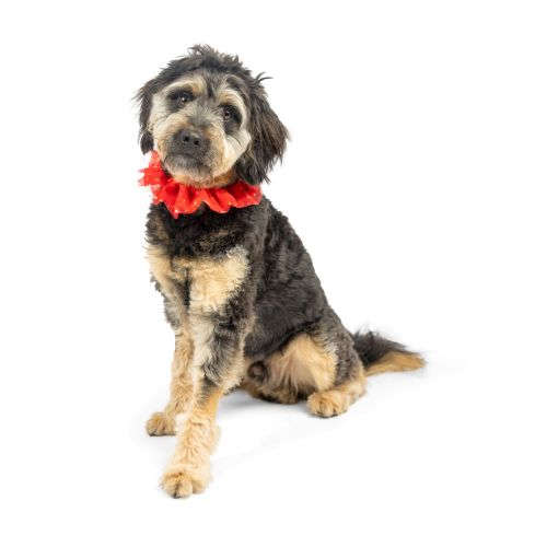 Gold Stars Tulle Scrunchie Huxley & Kent