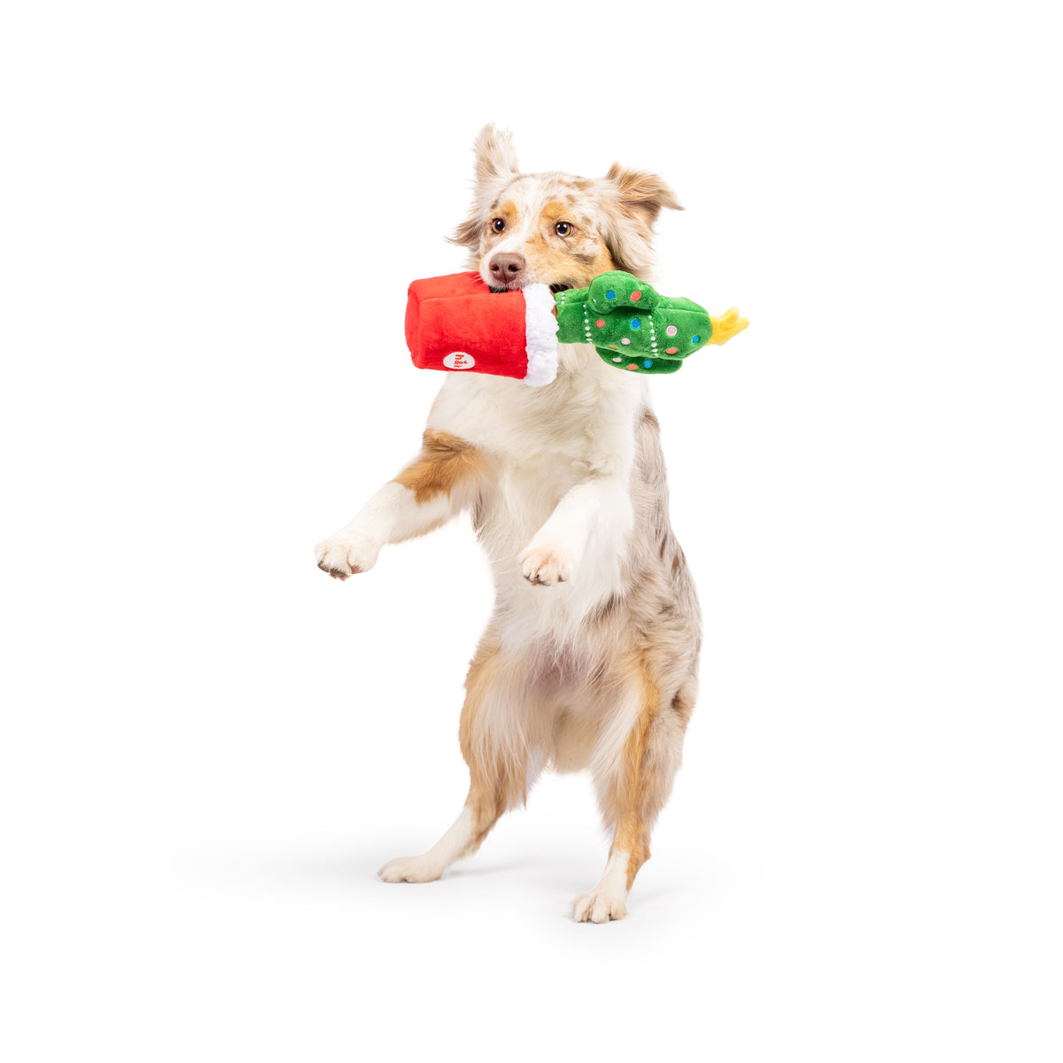 Seek &#39;n Treat Prickly &amp; Bright Pawt Dog Toy