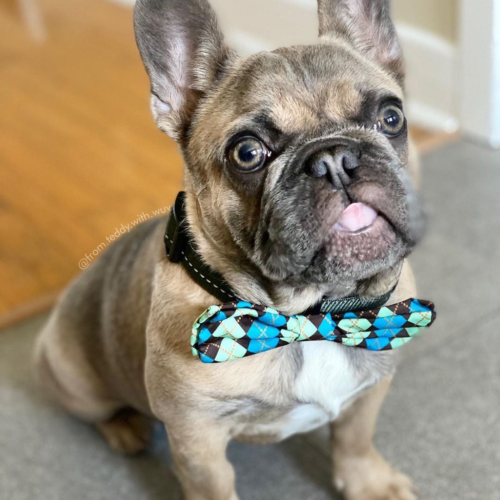 Green And Blue Striped Dog Bow Tie | Pet Collar