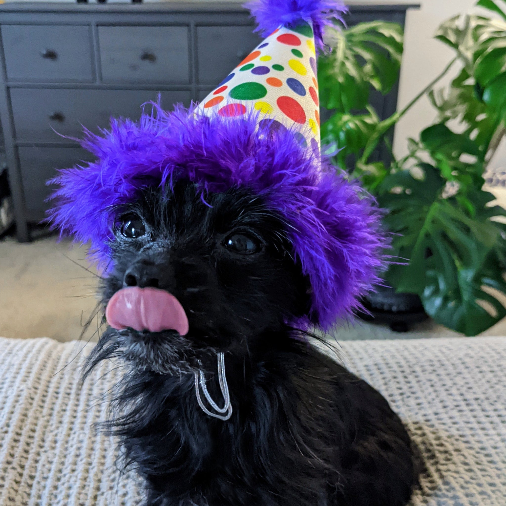 HappyBarkdayHat1_2048x.jpg
