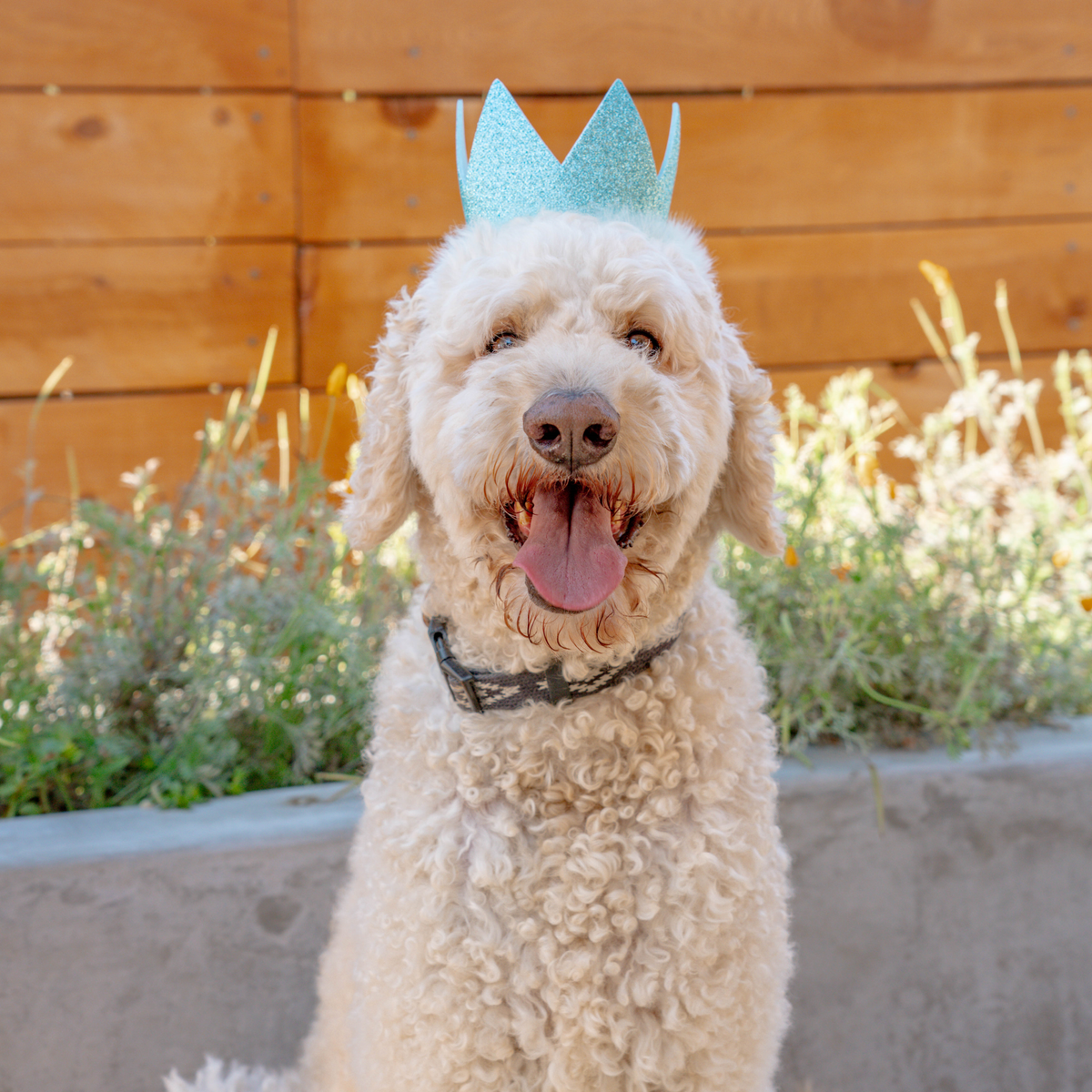 Party Crowns with SnugFit® - Main Image