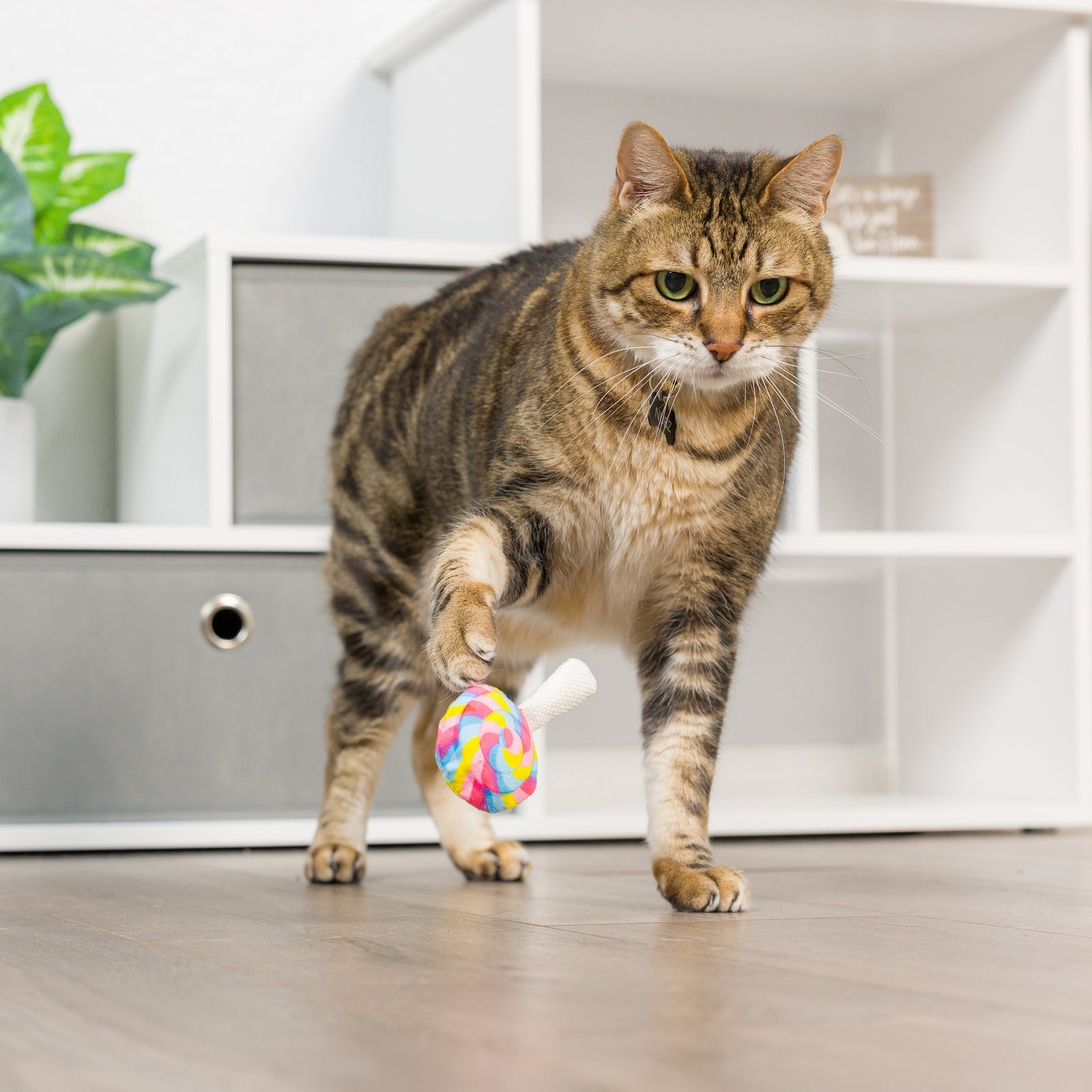 Im Sweet Lollipop Cat Toy