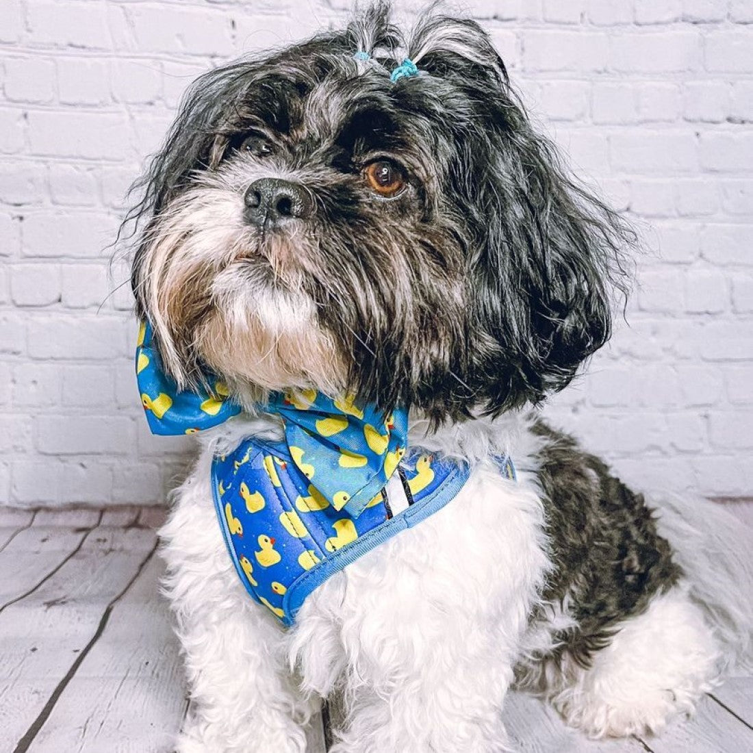 Bandanas and Bows – Lucky Dog Pet Company