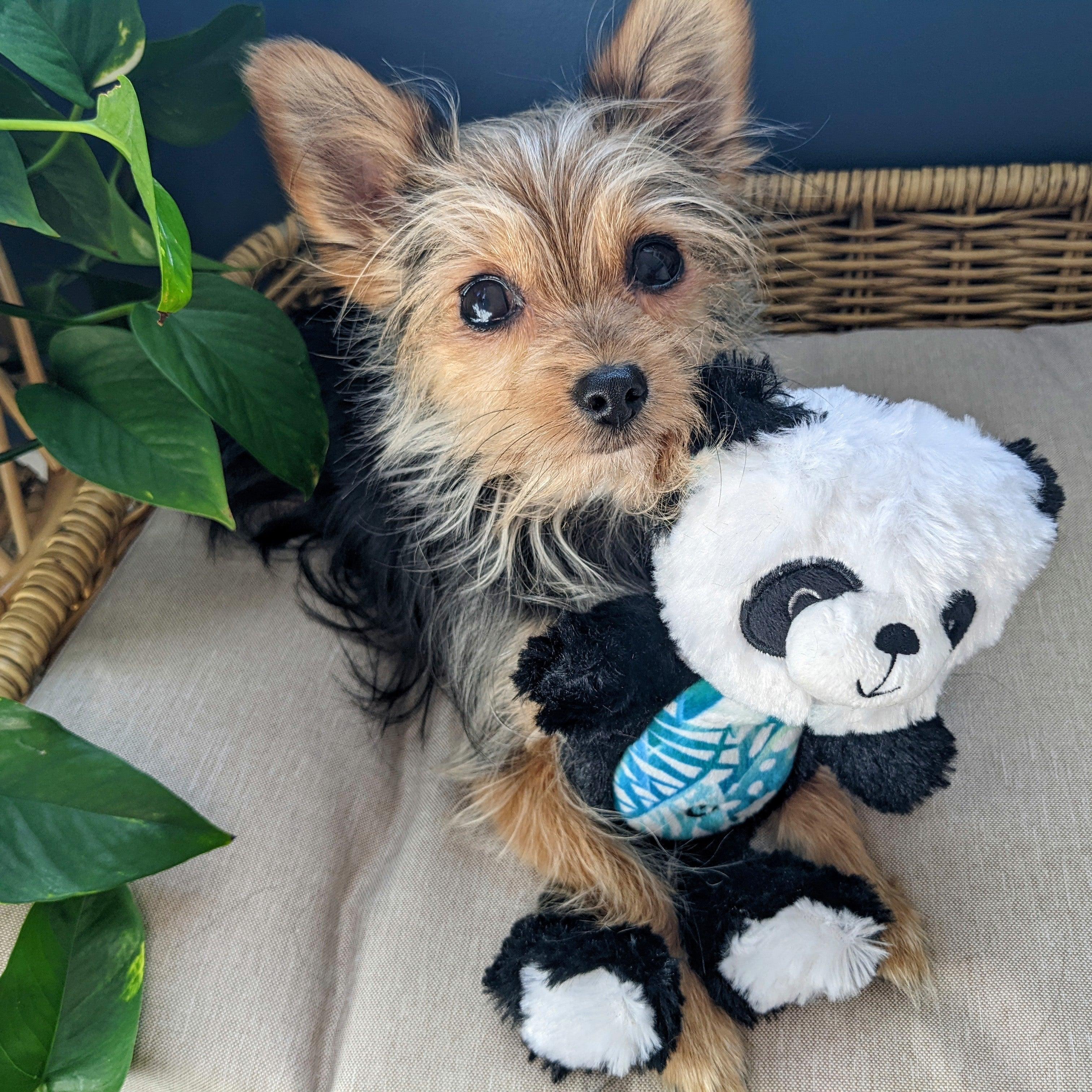 Teacup Panda Bear Puppy