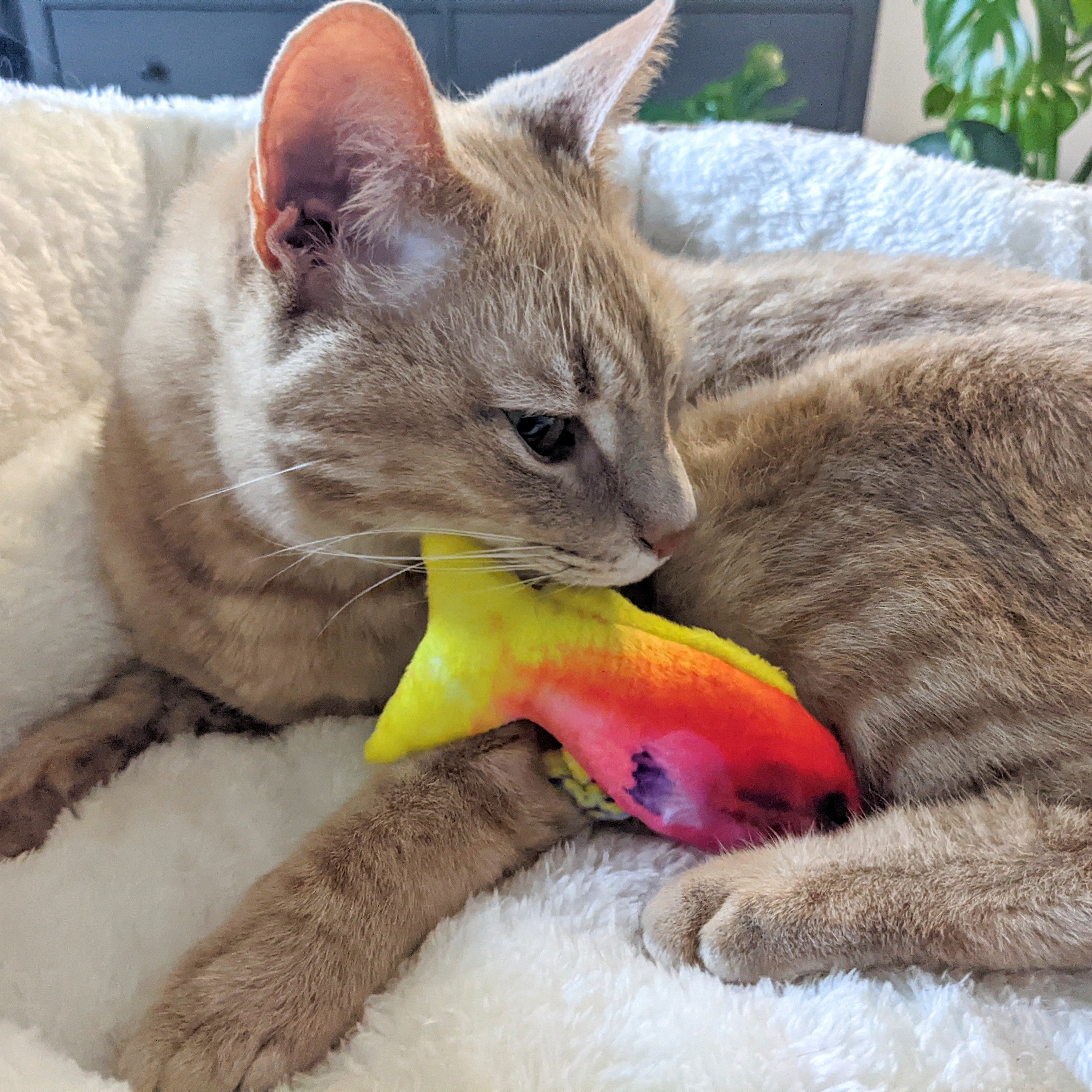 Rainbow Guppy Cat Toy Huxley Kent