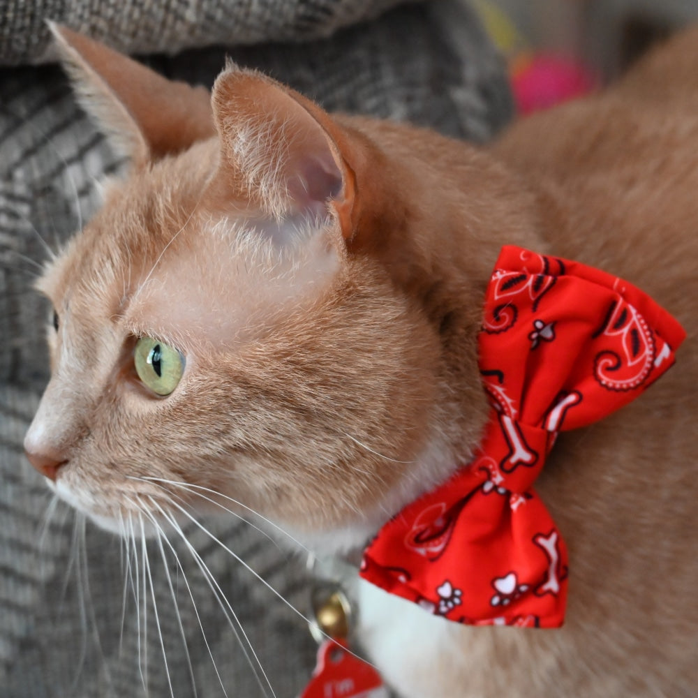 Bone-Dana Red Bow Tie