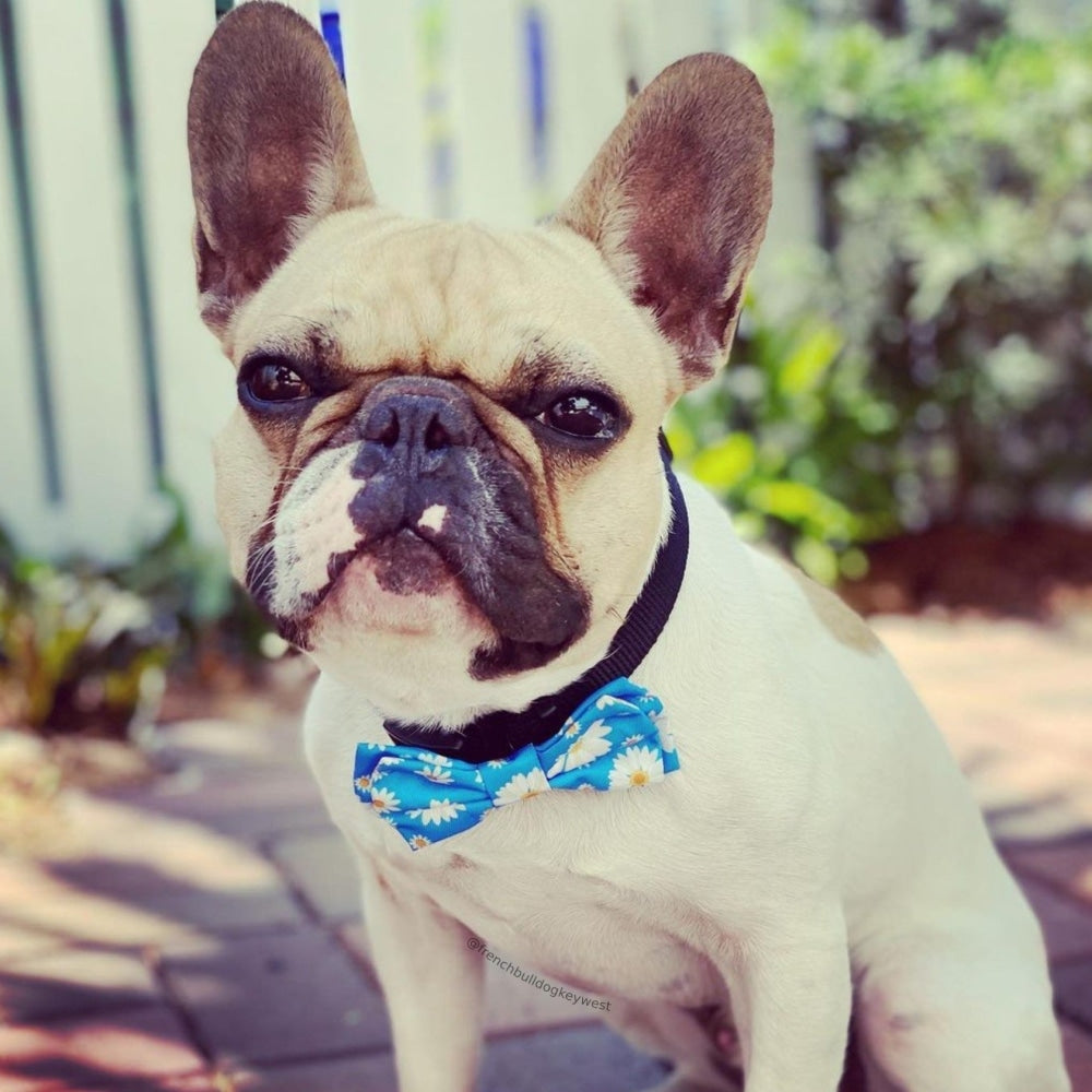 Cute dog bow ties sale