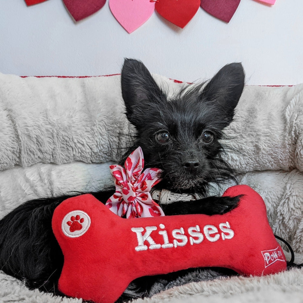 4 Stimulating Dog Toys on Valentine's Day