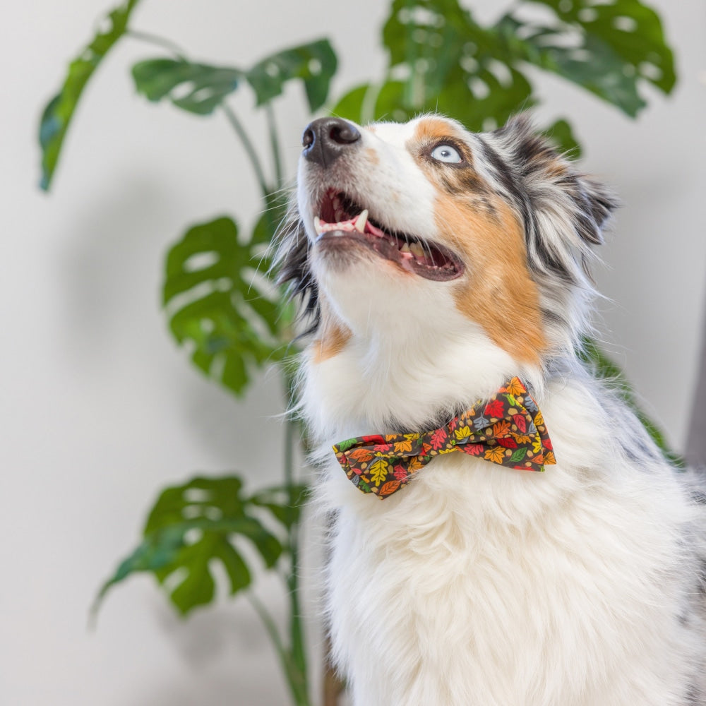 Huxley & Kent Bow Tie in Leaves & Nuts Small