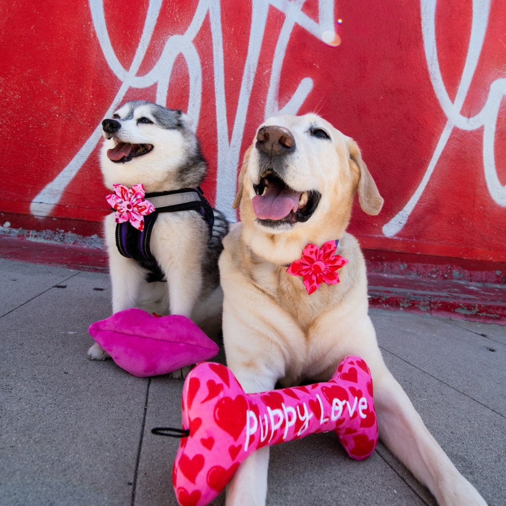 4 Stimulating Dog Toys on Valentine's Day