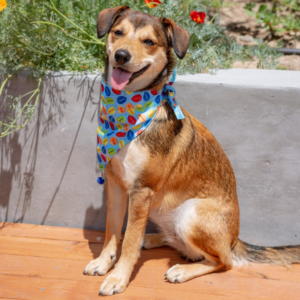 Party Time Bandana