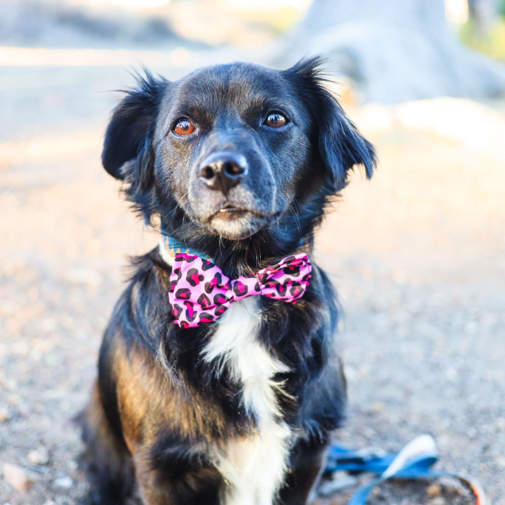 Pink Leopard Bow Tie