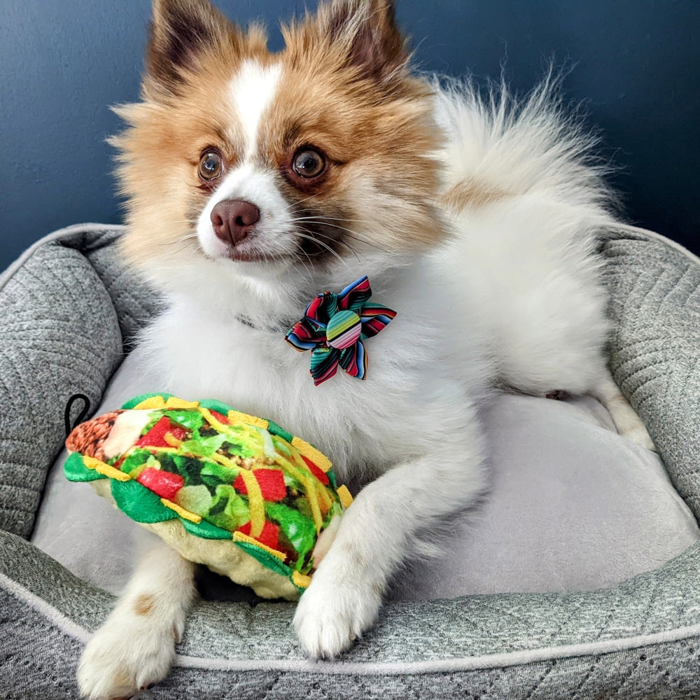 Louisville Metro Animal Services - #AdoptMe Where Tippy Toe goes his toy  goes, too. You've got to meet this awesome dog. Toys aren't just for fun,  they are Tippy Toe's security blanket.