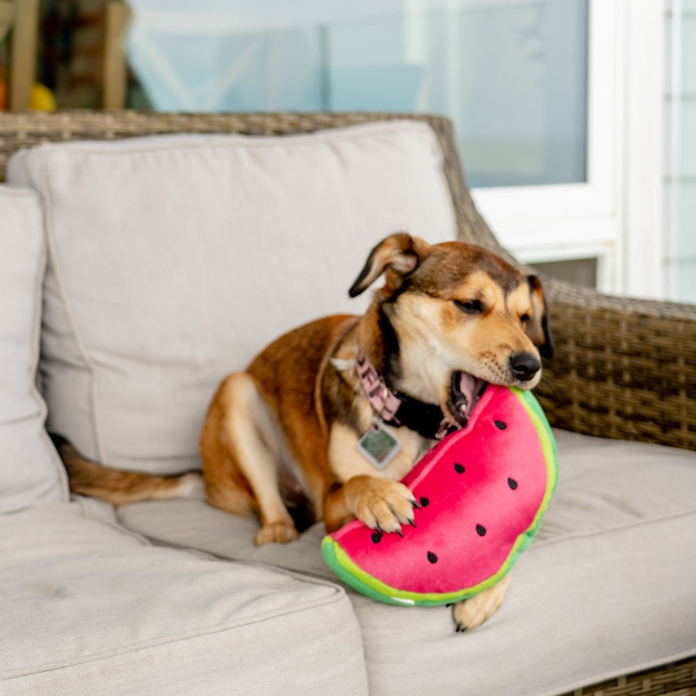 Watermelon dog outlet toy