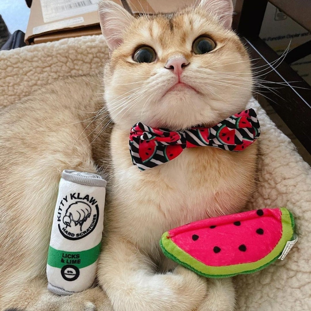 watermelon cat